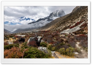 Chukhung, Yaks, Animals, Trail, Nepal, Mounatins, Landscape 4K UHD Wallpaper for Widescreen and UltraWide Desktop, UltraHD TV, Smartphone, Tablet