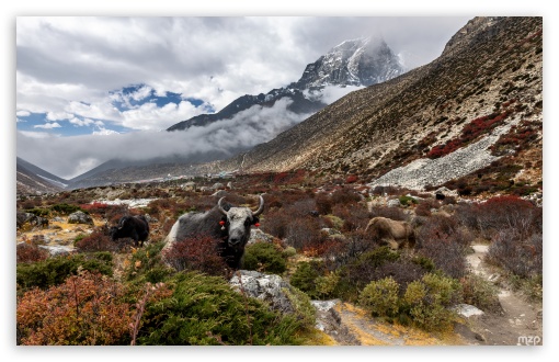 Chukhung, Yaks, Animals, Trail, Nepal, Mounatins, Landscape UltraHD Wallpaper for UHD 16:9 ; HD 16:9 ; Widescreen 16:10 5:3 ; Fullscreen 4:3 5:4 3:2 ;