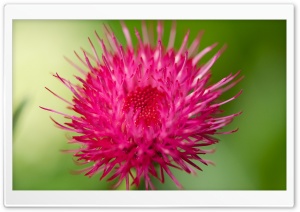 Cirsium Japonicum Flower Macro Ultra HD Wallpaper for 4K UHD Widescreen desktop, tablet & smartphone