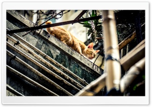 City Cat Ultra HD Wallpaper for 4K UHD Widescreen desktop, tablet & smartphone