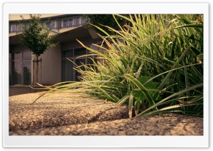 City Grass Ultra HD Wallpaper for 4K UHD Widescreen desktop, tablet & smartphone