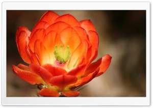 Claret Cup Cactus Blossom Ultra HD Wallpaper for 4K UHD Widescreen desktop, tablet & smartphone