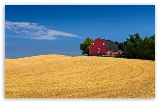 Classic American Red Barn in Wheat Field UltraHD Wallpaper for UHD 16:9 ; HD 16:9 ; UltraWide 21:9 24:10 32:9 32:10 ; Widescreen 16:10 ; Tablet 1:1 ; Mobile 9:16 9:19.5 9:20 9:21 9:22 ; Dual 16:10 16:9 ;