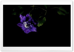Clematis Beauty of Worcester Violet Flower 4K UHD Wallpaper for Widescreen and UltraWide Desktop, UltraHD TV, Smartphone, Tablet