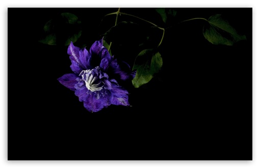 Clematis Beauty of Worcester Violet Flower UltraHD Wallpaper for UHD 16:9 ; HD 16:9 ; UltraWide 21:9 24:10 32:9 32:10 ; Widescreen 16:10 5:3 ; Fullscreen 4:3 5:4 3:2 ; Tablet 1:1 ; Mobile 9:16 9:19.5 9:20 9:21 9:22 10:16 2:3 3:5 3:4 ; Dual 16:10 5:3 16:9 4:3 5:4 3:2 ;