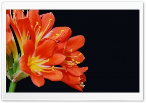 Clivia Miniata Ultra HD Wallpaper for 4K UHD Widescreen desktop, tablet & smartphone
