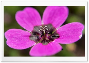 Close Shot of Storks-Bill Flower Ultra HD Wallpaper for 4K UHD Widescreen desktop, tablet & smartphone