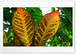 Close-up Background Ultra HD Wallpaper for 4K UHD Widescreen desktop, tablet & smartphone
