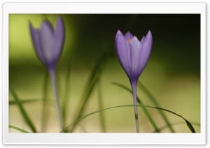 Close Up Fall Crocus Wildflowers 4K UHD Wallpaper for Widescreen and UltraWide Desktop, UltraHD TV, Smartphone, Tablet