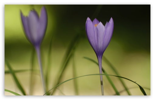 Close Up Fall Crocus Wildflowers UltraHD Wallpaper for UHD 16:9 ; HD 16:9 ; UltraWide 21:9 24:10 32:10 ; Widescreen 16:10 ; Fullscreen 3:2 ; Tablet 1:1 ; Mobile 9:16 9:19.5 9:20 9:21 9:22 ; Dual 16:10 ;