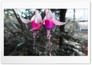 Close-up Flowers Background Ultra HD Wallpaper for 4K UHD Widescreen desktop, tablet & smartphone