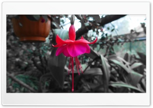 Close-up Flowers Background Ultra HD Wallpaper for 4K UHD Widescreen desktop, tablet & smartphone