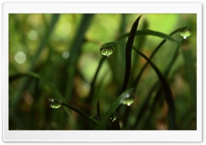 Close Up Grass Dew Ultra HD Wallpaper for 4K UHD Widescreen desktop, tablet & smartphone