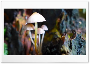 Close-Up Mushrooms Background Ultra HD Wallpaper for 4K UHD Widescreen desktop, tablet & smartphone