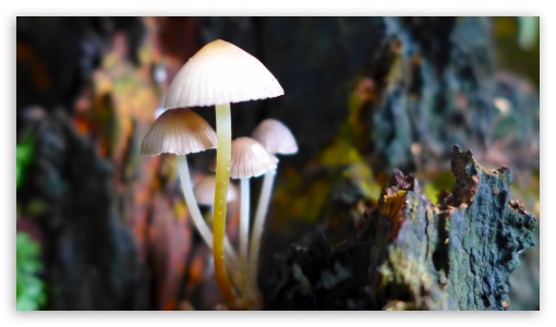 Close-Up Mushrooms Background UltraHD Wallpaper for HD 16:9 ;