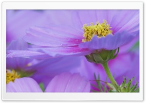 Close Up Of A Cosmos Flower Maine 4K UHD Wallpaper for Widescreen and UltraWide Desktop, UltraHD TV, Smartphone, Tablet