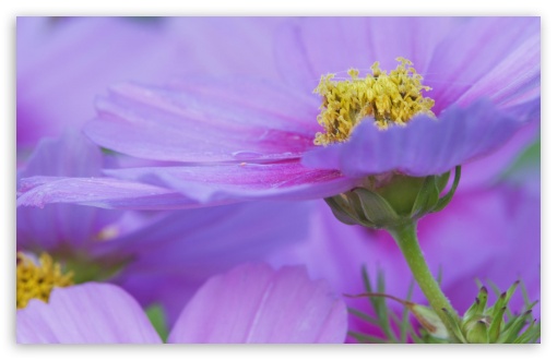Close Up Of A Cosmos Flower Maine UltraHD Wallpaper for HD 16:9 ; Widescreen 16:10 5:3 ; Fullscreen 4:3 5:4 3:2 ;
