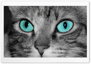 Close Up Of A Grey Tabby Cat Face Ultra HD Wallpaper for 4K UHD Widescreen desktop, tablet & smartphone