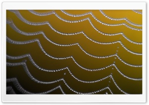 Close Up Of A Spider Web Ultra HD Wallpaper for 4K UHD Widescreen desktop, tablet & smartphone