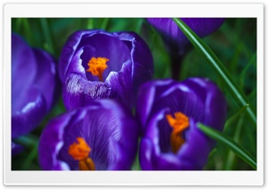 Close Up Of Blooming Crocus Ultra HD Wallpaper for 4K UHD Widescreen desktop, tablet & smartphone