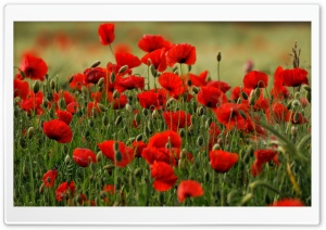 Close-Up of Blooming Poppies 4K UHD Wallpaper for Widescreen and UltraWide Desktop, UltraHD TV, Smartphone, Tablet