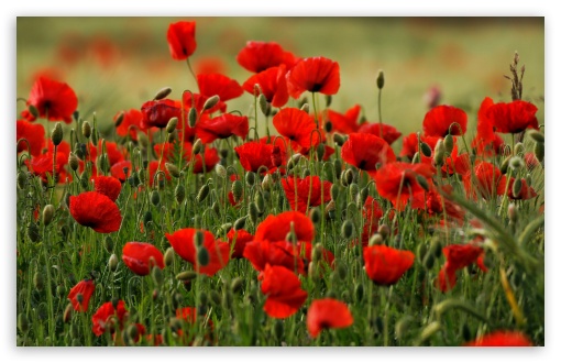 Close-Up of Blooming Poppies UltraHD Wallpaper for UHD 16:9 ; HD 16:9 ; UltraWide 21:9 24:10 32:9 32:10 ; Widescreen 16:10 5:3 ; Fullscreen 4:3 5:4 3:2 ; Tablet 1:1 ; Mobile 9:16 9:19.5 9:20 10:16 2:3 3:5 3:4 ; Dual 16:10 5:3 16:9 4:3 5:4 3:2 ;