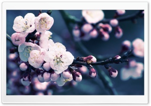 Close up Of Cherry Blossom Ultra HD Wallpaper for 4K UHD Widescreen desktop, tablet & smartphone