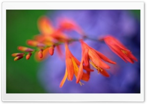 Close up of Crocosmia Flower Ultra HD Wallpaper for 4K UHD Widescreen desktop, tablet & smartphone