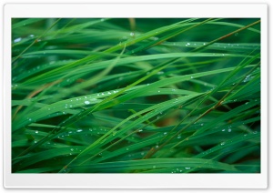 Close Up Of Dew On Grass Ultra HD Wallpaper for 4K UHD Widescreen desktop, tablet & smartphone