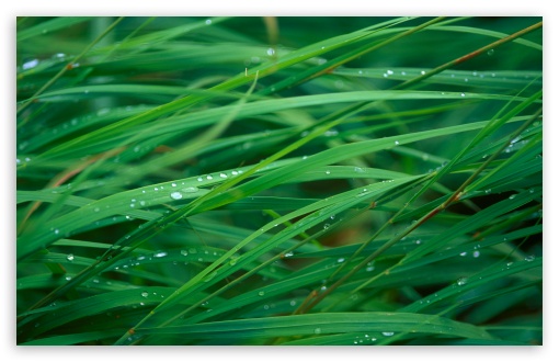 Close Up Of Dew On Grass UltraHD Wallpaper for HD 16:9 ; Widescreen 16:10 5:3 ; Fullscreen 4:3 5:4 3:2 ; Tablet 1:1 ; Mobile 3:5 3:4 ; Dual 16:10 4:3 5:4 ;