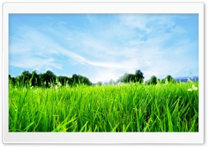 Close-up Of Fresh Grass Ultra HD Wallpaper for 4K UHD Widescreen desktop, tablet & smartphone
