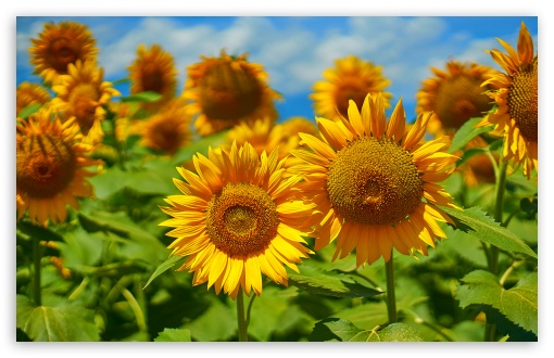 Close-Up of Sunflowers in Blooming Field UltraHD Wallpaper for UHD 16:9 ; HD 16:9 ; UltraWide 21:9 24:10 32:9 32:10 ; Widescreen 16:10 5:3 ; Fullscreen 4:3 5:4 3:2 ; Tablet 1:1 ; Mobile 9:16 9:19.5 9:20 9:21 9:22 ; Dual 16:10 5:3 16:9 4:3 5:4 3:2 ;