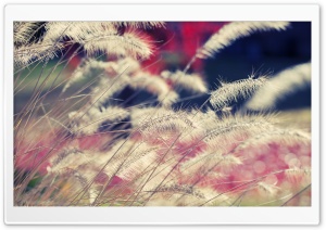 Close-up Of Wild Grass Ultra HD Wallpaper for 4K UHD Widescreen desktop, tablet & smartphone