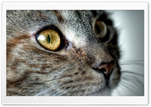 Close Up On A Cat's Face Ultra HD Wallpaper for 4K UHD Widescreen desktop, tablet & smartphone
