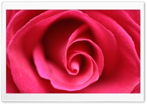 Close Up Pink Rose Ultra HD Wallpaper for 4K UHD Widescreen desktop, tablet & smartphone