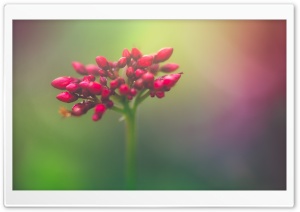 Closed Flower Buds Ultra HD Wallpaper for 4K UHD Widescreen desktop, tablet & smartphone