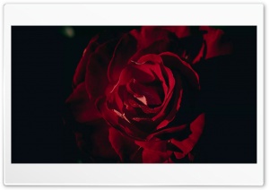 Closeup Dark Red Rose Petals 4K UHD Wallpaper for Widescreen and UltraWide Desktop, UltraHD TV, Smartphone, Tablet