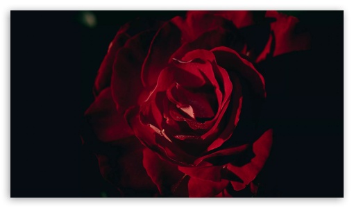 Closeup Dark Red Rose Petals UltraHD Wallpaper for UHD 16:9 ; HD 16:9 ;