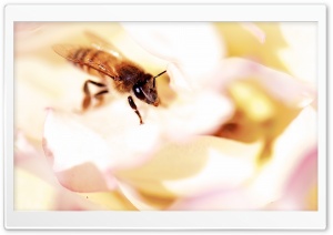 Closeup, Honey Bee, White Rose Ultra HD Wallpaper for 4K UHD Widescreen desktop, tablet & smartphone