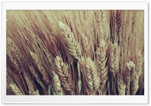 Closeup Of Golden Dry Wheat Heads Ultra HD Wallpaper for 4K UHD Widescreen desktop, tablet & smartphone