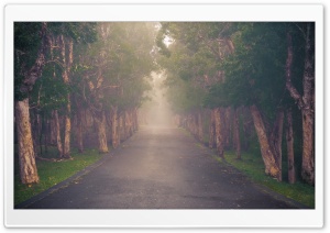 Cloud Forest, Road Ultra HD Wallpaper for 4K UHD Widescreen desktop, tablet & smartphone