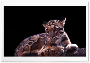 Clouded Leopard Ultra HD Wallpaper for 4K UHD Widescreen desktop, tablet & smartphone