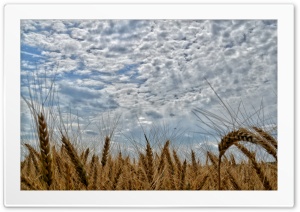 Clouds above the wheat field Ultra HD Wallpaper for 4K UHD Widescreen desktop, tablet & smartphone
