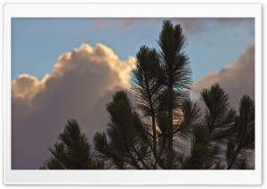 Clouds Eclipsing Tree Ultra HD Wallpaper for 4K UHD Widescreen desktop, tablet & smartphone