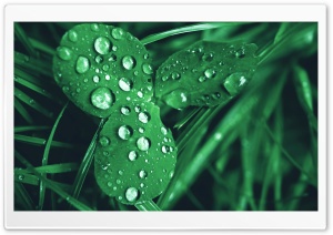 Clover Ultra HD Wallpaper for 4K UHD Widescreen desktop, tablet & smartphone