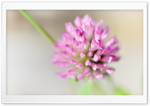 Clover Flower Macro Ultra HD Wallpaper for 4K UHD Widescreen desktop, tablet & smartphone