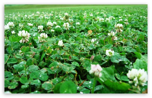 Clovers Close Up UltraHD Wallpaper for HD 16:9 ; Widescreen 16:10 5:3 ; Fullscreen 4:3 5:4 3:2 ; Tablet 1:1 ; Mobile 3:5 3:4 ;