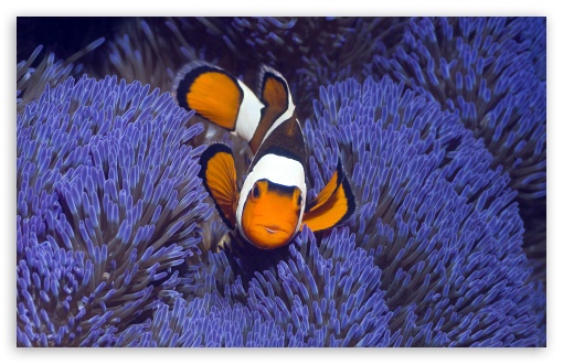 Clown Anemonefish West Papua Indonesia UltraHD Wallpaper for HD 16:9 ; Widescreen 16:10 5:3 ; Fullscreen 4:3 5:4 3:2 ; Tablet 1:1 ; Mobile 3:4 ;