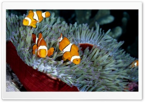 Clown Fish Ultra HD Wallpaper for 4K UHD Widescreen desktop, tablet & smartphone