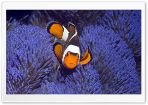 Clownfish Ultra HD Wallpaper for 4K UHD Widescreen desktop, tablet & smartphone